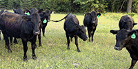 78 Angus Bred Heifers...  Central KS