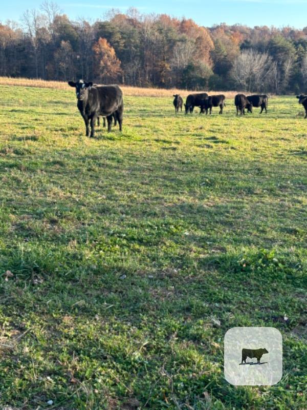 Cattle Range Listing Photo