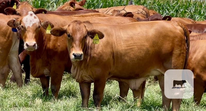 Cattle Range Listing Photo
