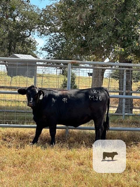 Cattle Range Listing Photo