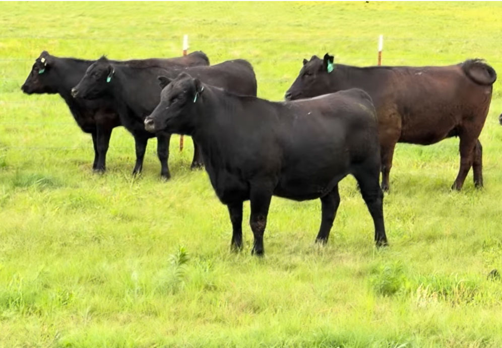 Cattle Range Listing Photo