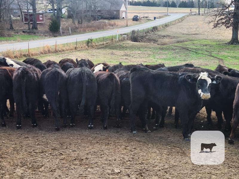 Cattle Range Listing Photo