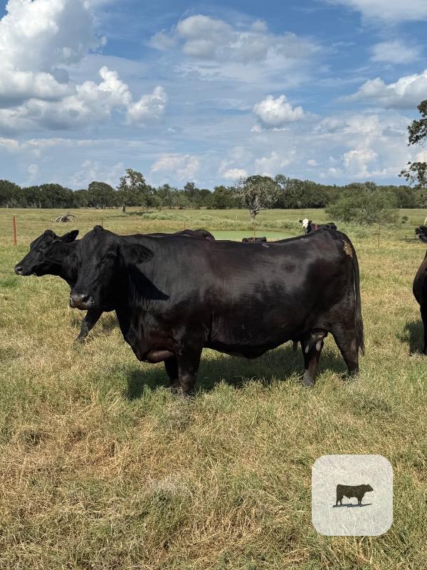 Cattle Range Listing Photo