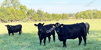 40 Angus & Black Baldy Cows... Southwest MO