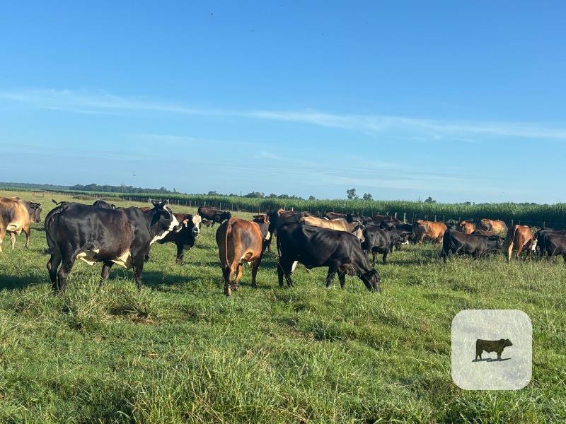 Cattle Range Listing Photo