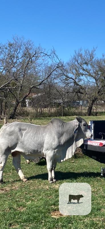 Cattle Range Listing Photo