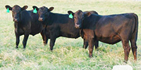 11 Angus Rep. Heifers... Central TX