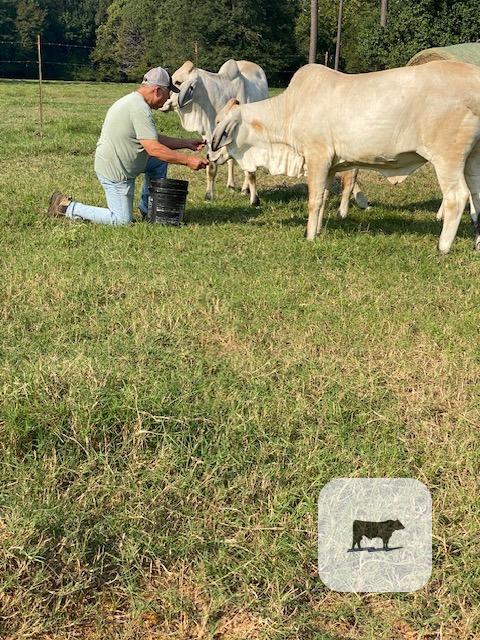 Cattle Range Listing Photo