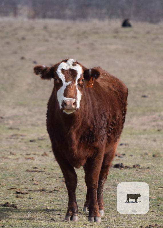 Cattle Range Listing Photo