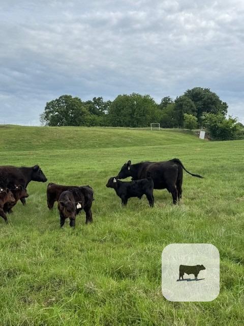 Cattle Range Listing Photo