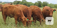 63 Red Angus Open Replacement Heifers... Central TX