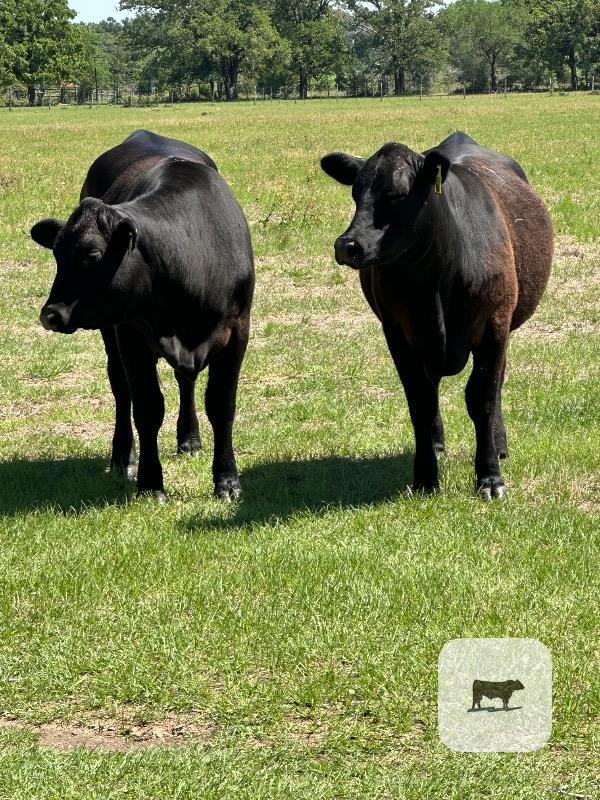 Cattle Range Listing Photo