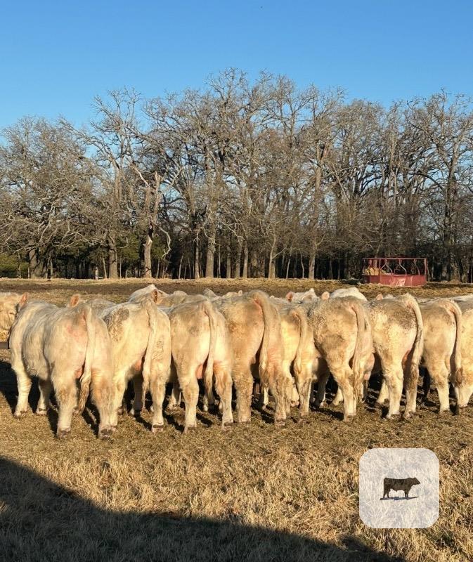 Cattle Range Listing Photo