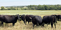41 Angus Cows... Southwest MO