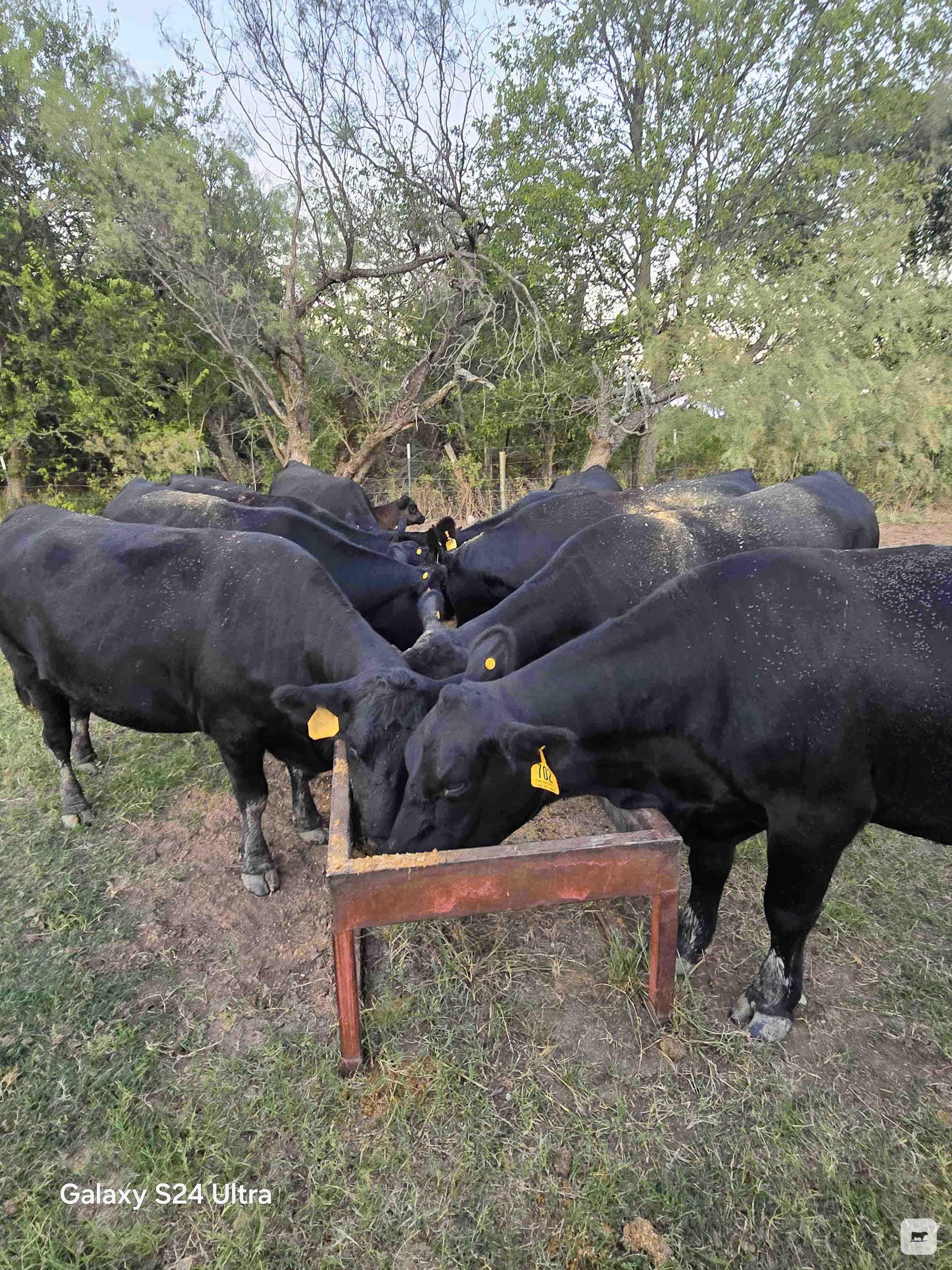 Cattle Range Listing Photo 3