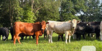 30 Crossbred Bred Heifers... FL Panhandle