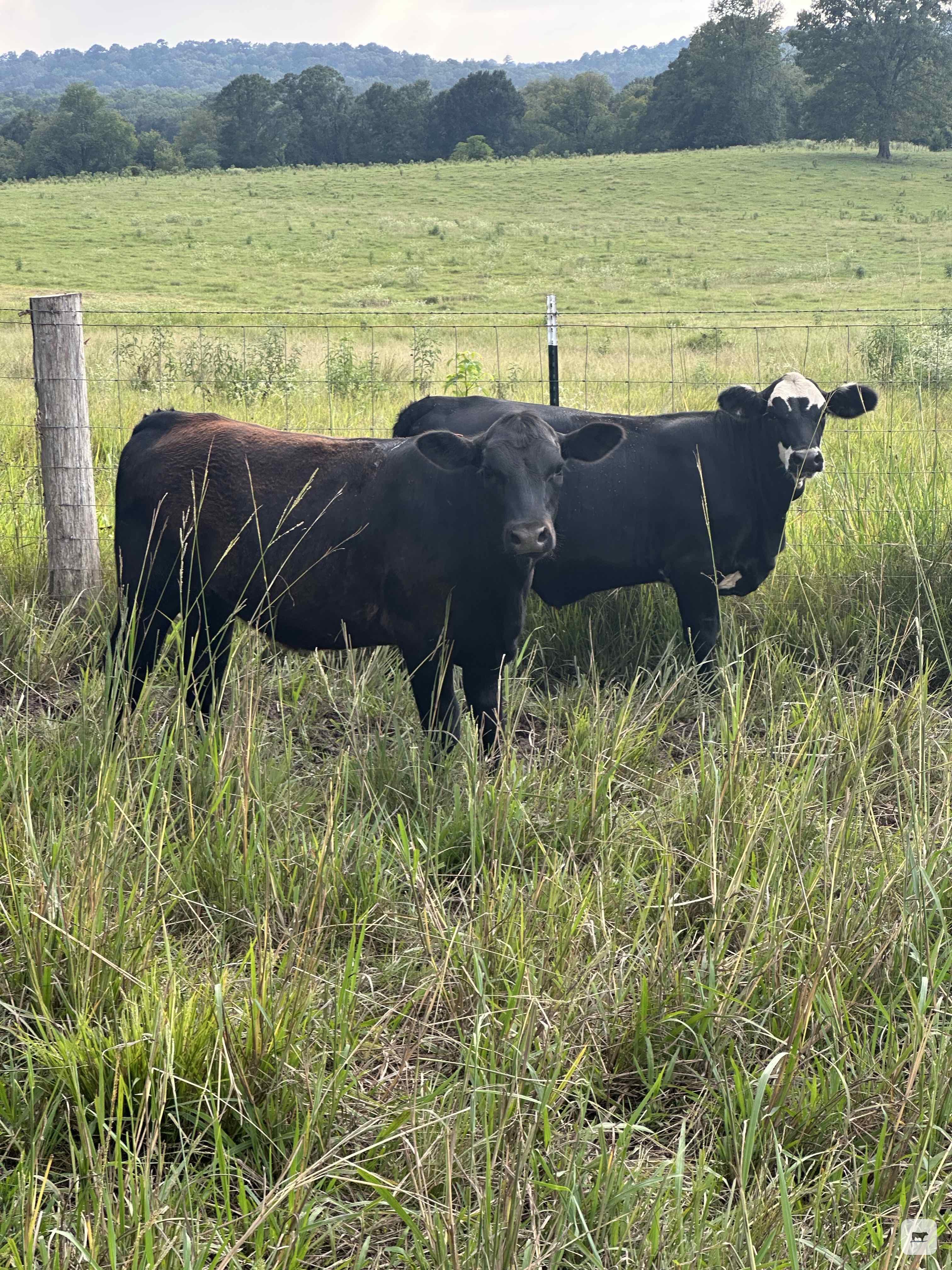 Cattle Range Listing Photo
