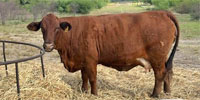8 Reg. Beefmaster Cows... South TX