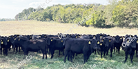 80 Angus & Black Baldy Rep. Heifers... Southwest MO