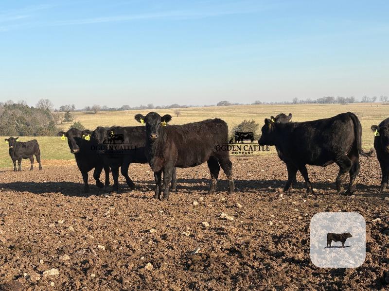 Cattle Range Listing Photo