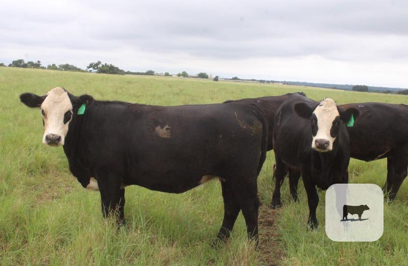 Cattle Range Listing Photo