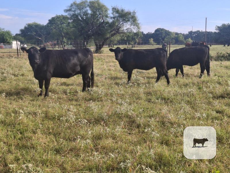 Cattle Range Listing Photo