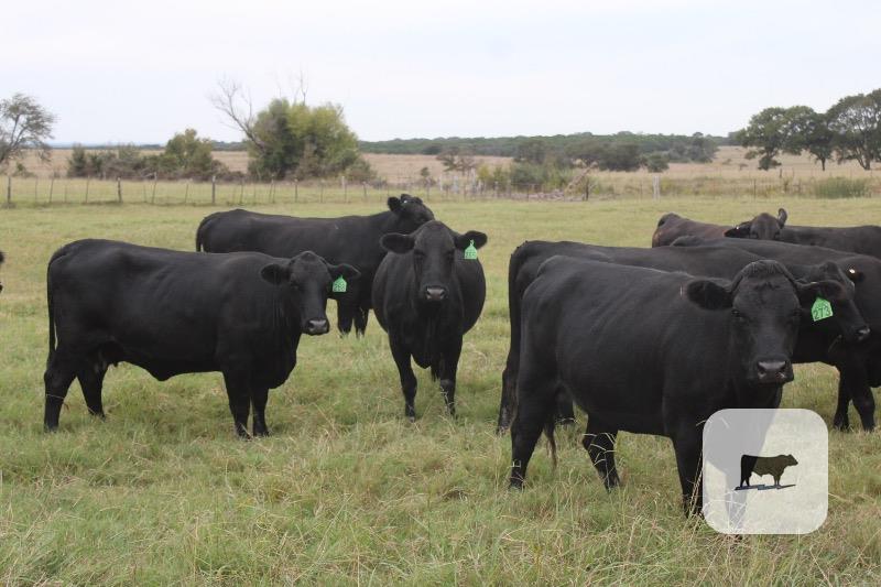 Cattle Range Listing Photo