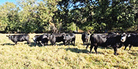 80 Angus & BWF Cows... Central MO