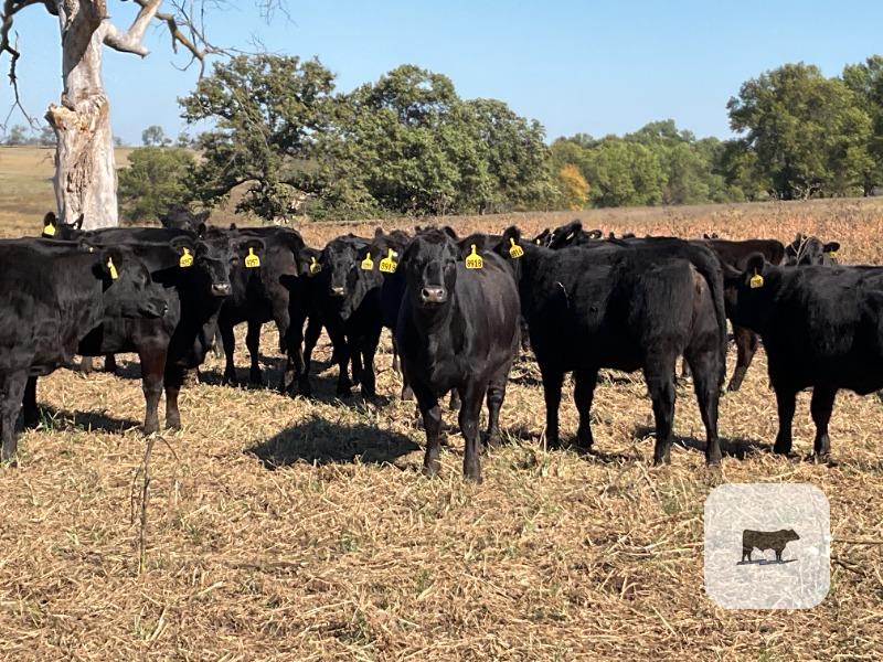 Cattle Range Listing Photo