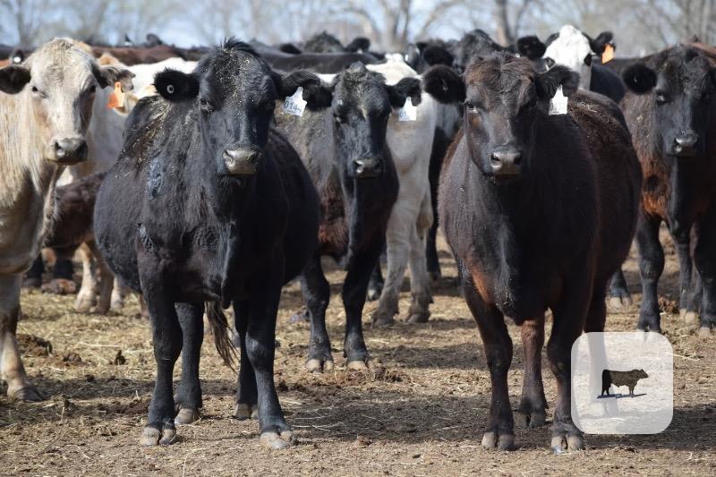Cattle Range Listing Photo