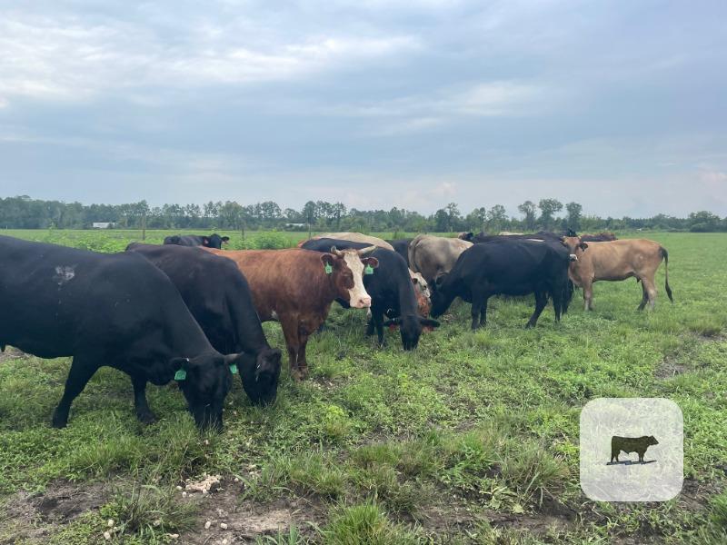 Cattle Range Listing Photo