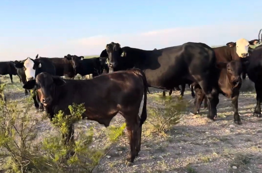Cattle Range Listing Photo