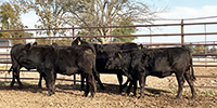 7 Angus Bred Heifers... Southwest MO