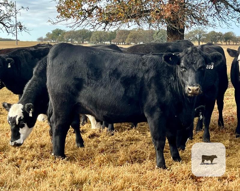 Cattle Range Listing Photo