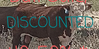 10 Reg. Horned Hereford Bulls... Central TX