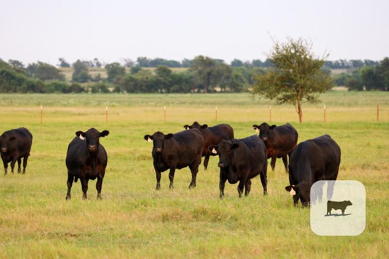 Cattle Range Listing Photo