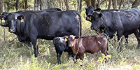 35 Angus & BWF Pairs... SW Missouri