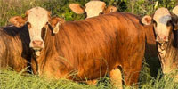 28 Braford/Brangus & Tigerstripe Bred Heifers... S. Central MS