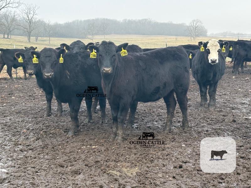 Cattle Range Listing Photo