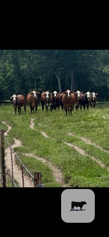 Cattle Range Listing Photo