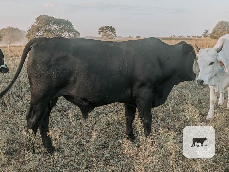 Cattle Range Listing Photo