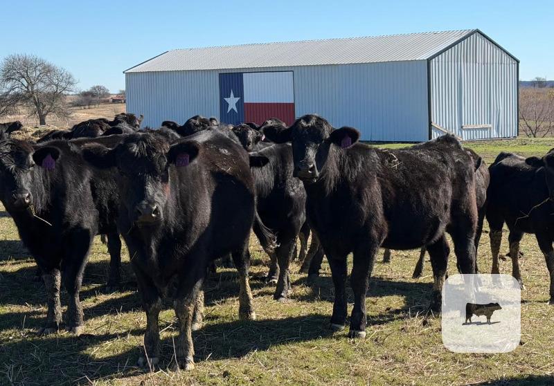 Cattle Range Listing Photo