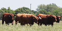 15 Red Angus Bulls... Southwest MO