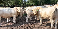 100	Charolais Bulls... Southwest MO