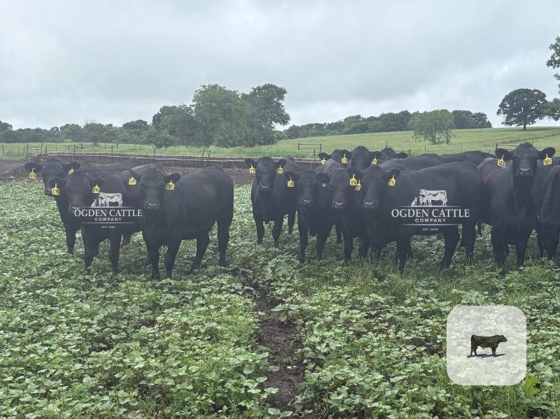 Cattle Range Listing Photo