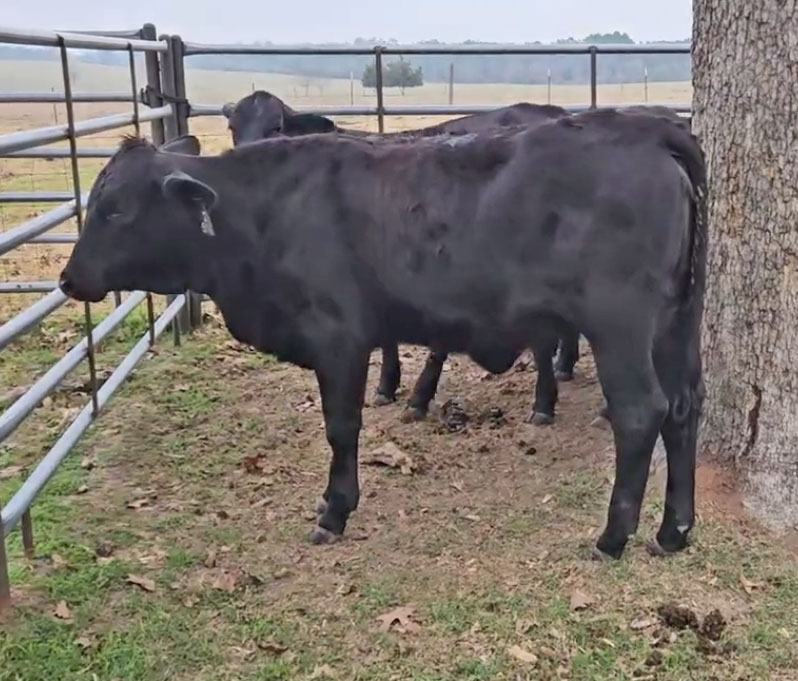 Cattle Range Listing Photo