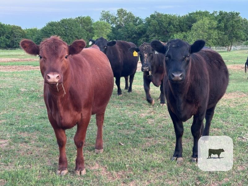 Cattle Range Listing Photo