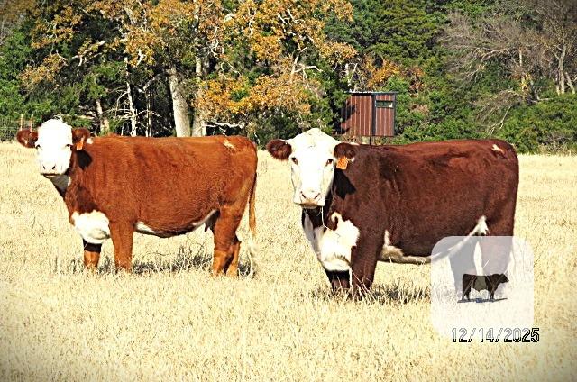 Cattle Range Listing Photo