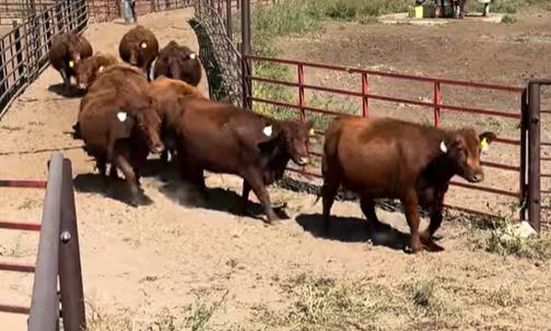 Cattle Range Listing Photo