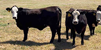 25 Brangus & Brangus Baldy Bred Heifers... N. Central LA